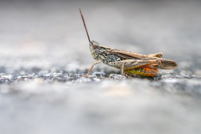 Criquet duettiste (Chorthippus brunneus)
