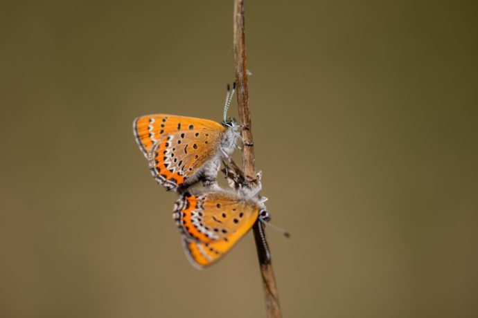 Cuivré de la bistorte (Lycaena helle)