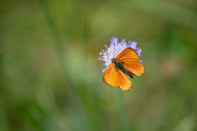 Cuivré de la verge d&rsquo;or (Lycaena virgaureae)