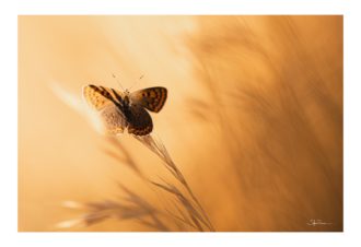 Sylvain Rouvier Photographie