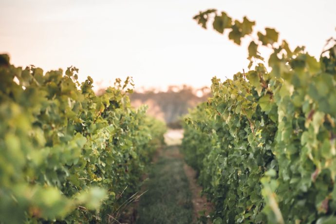 DOMAINE BOURDY Part 1 BD (34)