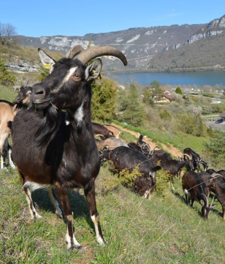 175882L’Evadée Belle