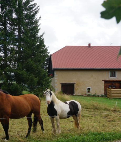 Studio « Le bois gentil »