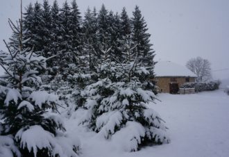 Studio « Le bois gentil »