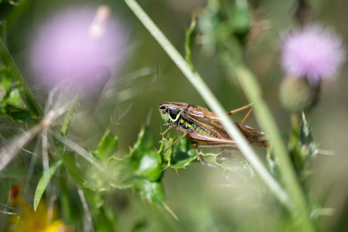 Decticelle bariolée (Roeseliana roeselii)