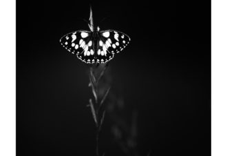 Sylvain Rouvier Photographie
