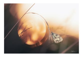 Sylvain Rouvier Photographie
