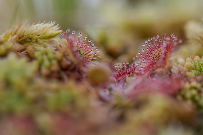 Droséra à feuilles rondes (Drosera rotundifolia)