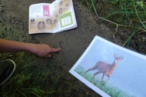 Empreinte de chevreuils