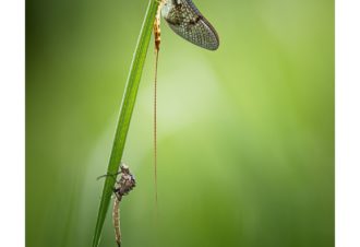 Sylvain Rouvier Photographie