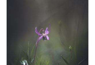 Sylvain Rouvier Photographie