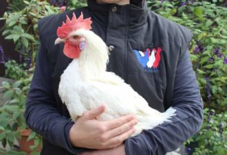 La ferme du coq bressan