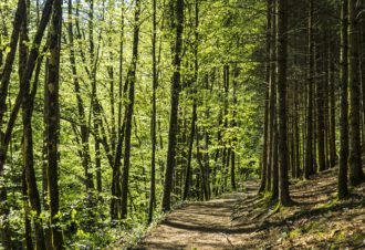 Les cascades et gorges de la Langouette