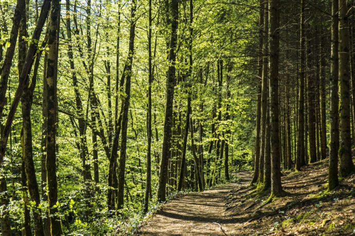 CASCADES & GORGES DE LA LANGOUETTE_4