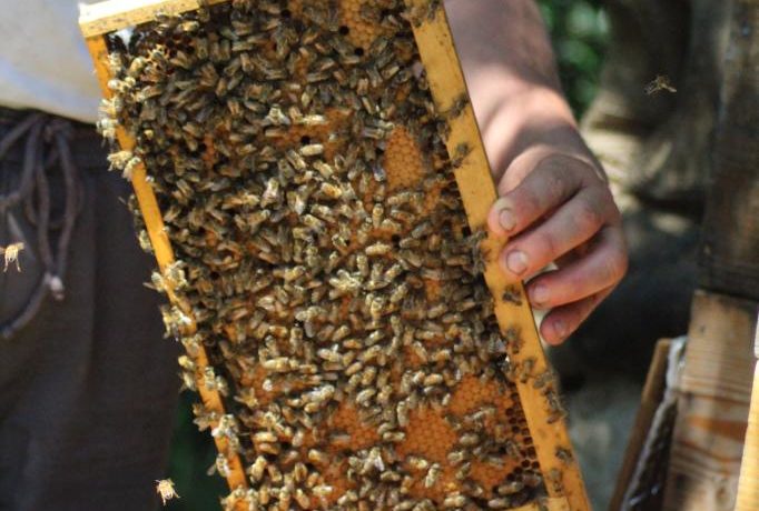 Ferme de Chantemerle 2024 (3)