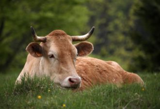 Accueil Paysan « Sur Laisia »