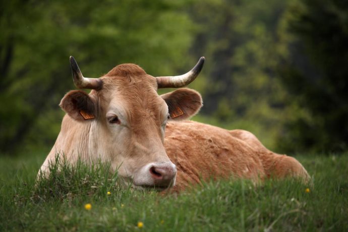 Ferme de Laisia vache villarde