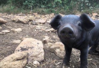 Ferme de l’âne d’Eria