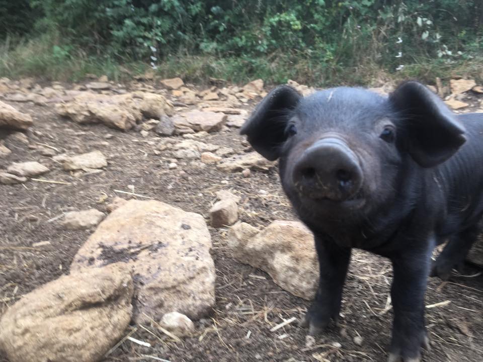 Camping à la Ferme de l’Âne Eria