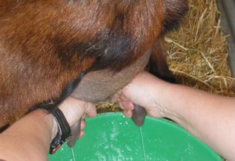 Ferme du Brillat ( GAEC)