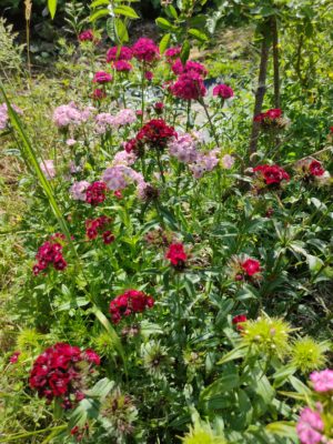 Fleurs – TisanesetBourgeons