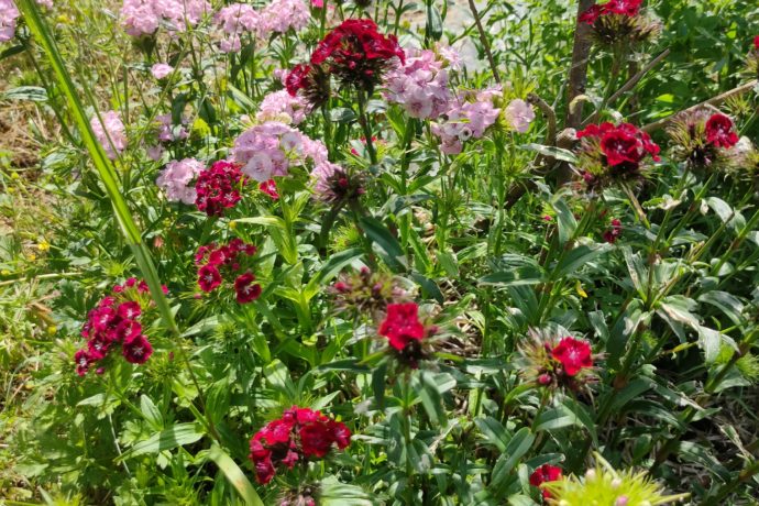 Fleurs – TisanesetBourgeons