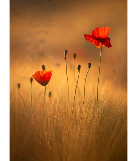 Sylvain Rouvier Photographie