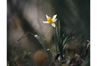 Sylvain Rouvier Photographie