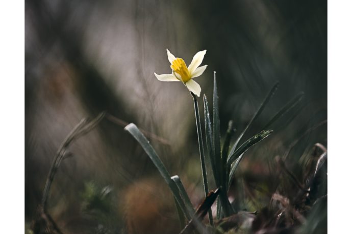 Jonquille – Jura