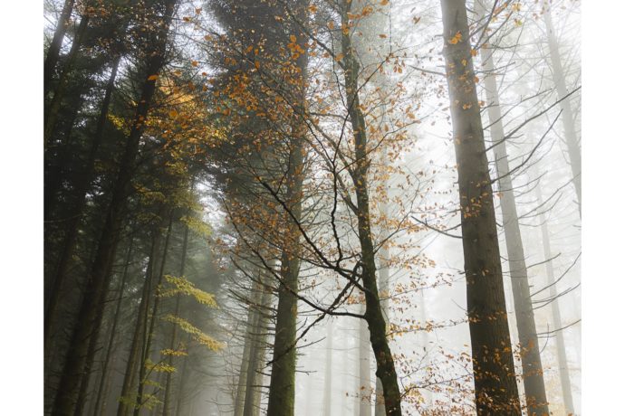 Forêt Jurassienne à l&rsquo;Automne