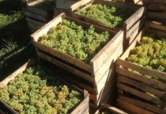 Domaine Frédéric Lornet