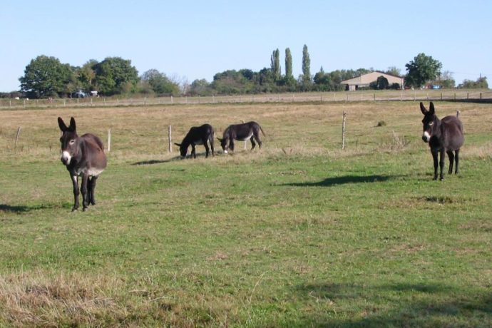 La Ferme de Nanette