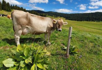 Le Grenier des Rousses