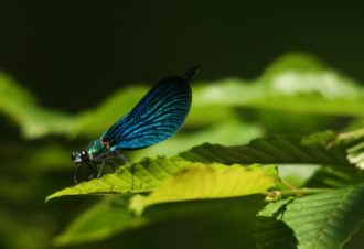 En soi par nature – David Fatet