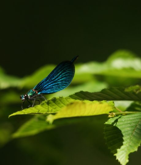 En soi par nature – David Fatet