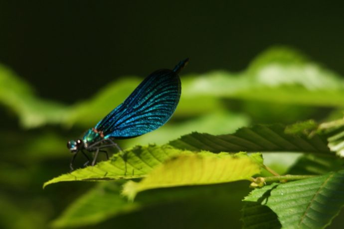 GP p. 7 et MAG P. 36 –  Libelule D. Fatet