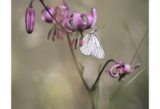 Sylvain Rouvier Photographie