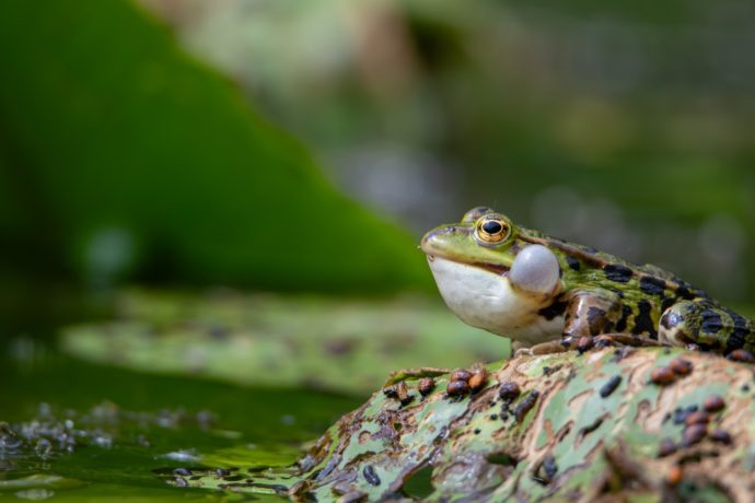 Grenouille verte (Pelophylax sp)