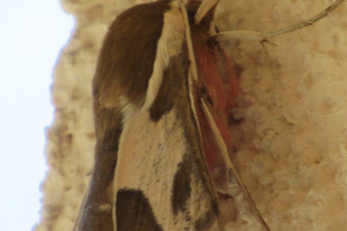Papillon au repos