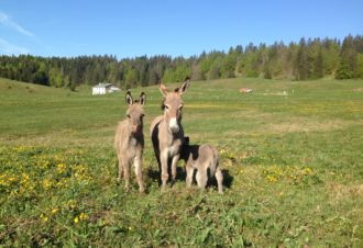 Ferme Découverte de l&rsquo;Enquerne