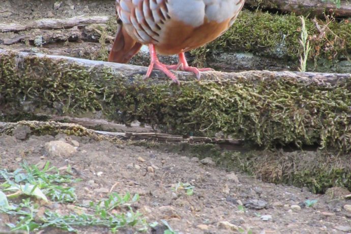 une visite inattendue au potager!!