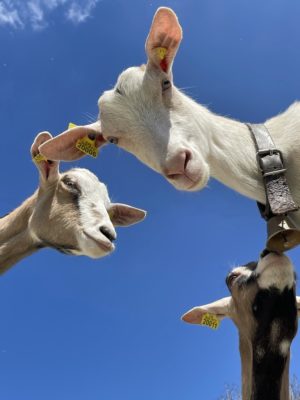 les chèvres de la ferme de la fruitiere