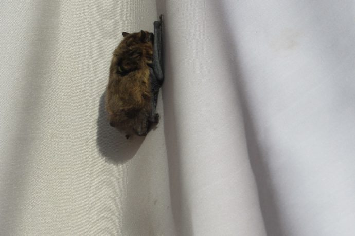 A l’abri du soleil dans le parasol!! une petite chauve-souris