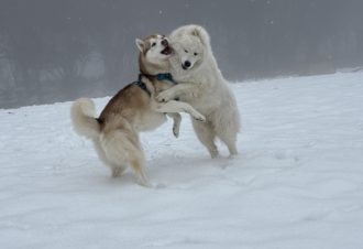 Wouf fun parc – garderie