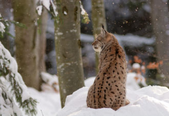 Jean-Baptiste Strobel – Guide naturaliste, accompagnateur en montagne