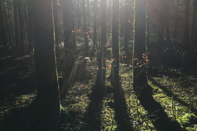 Foret du Jura