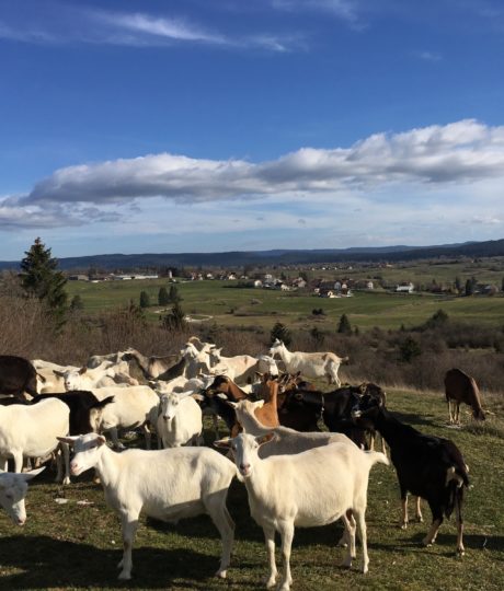 175163Ferme de la Fruitière