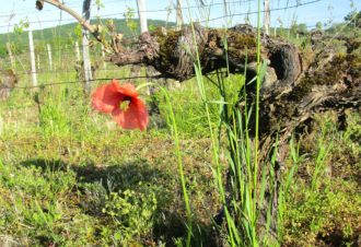 Domaine des Sarmentelles