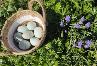 La ferme aux oeufs bleus