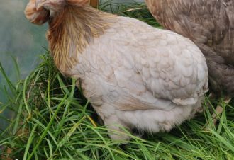 La ferme aux oeufs bleus